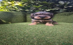Teckel Miniatura perros en venta: teckel pelo basto - Imagen 8