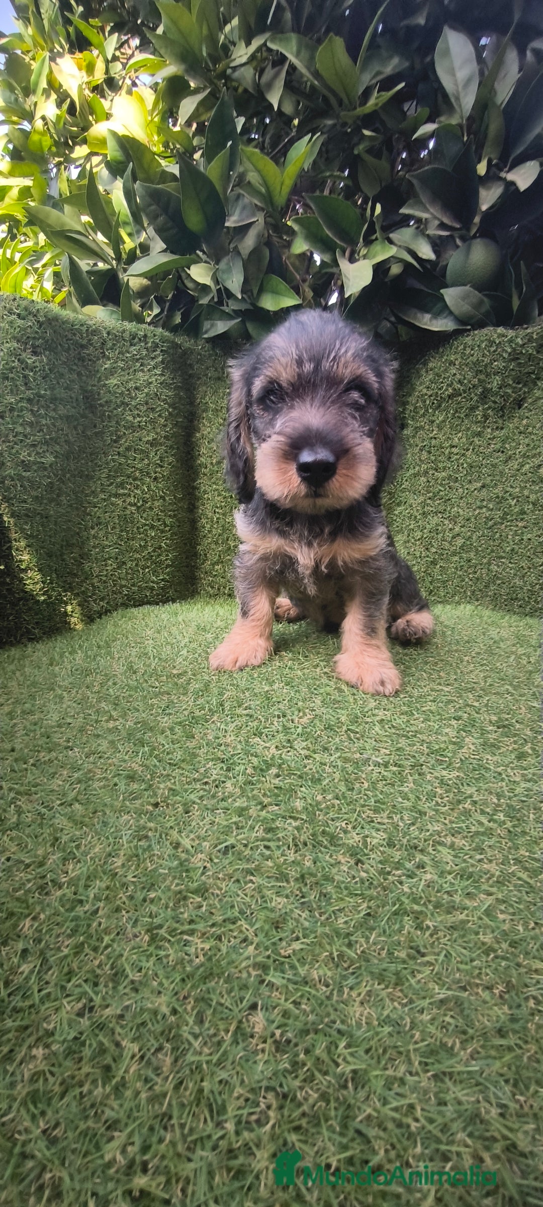 Teckel Miniatura perros en venta: teckel pelo basto - Imagen 8