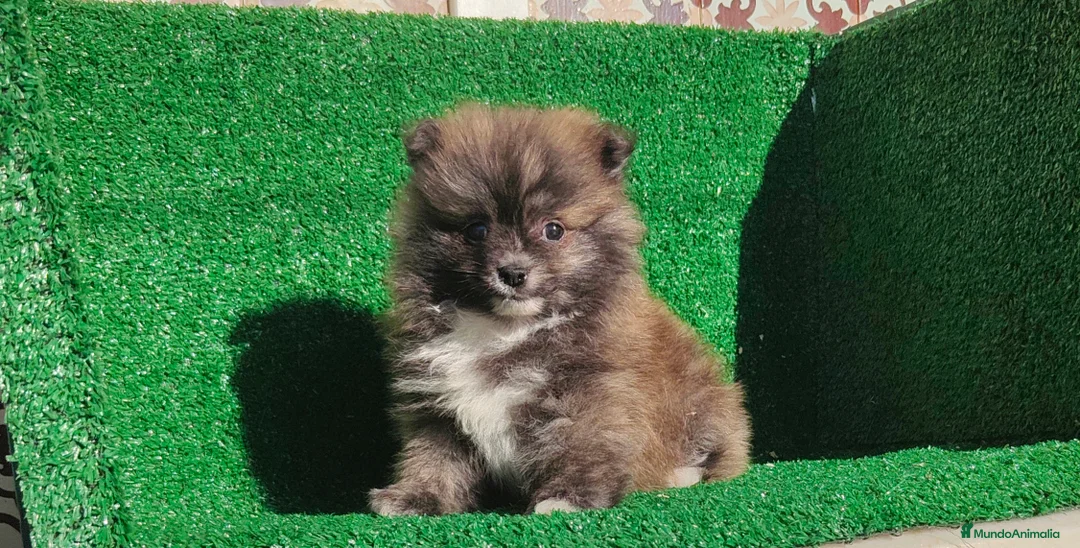 Pomerania perros en venta: Pomerania  - Anuncio 23