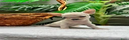Chihuahua perros en venta: CHIHUAHUA-OJOS AZULES - Anuncio 22