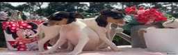 Ratonero Bodeguero Andaluz perros en venta: Preciosa camada de bodeguero  - Anuncio 4