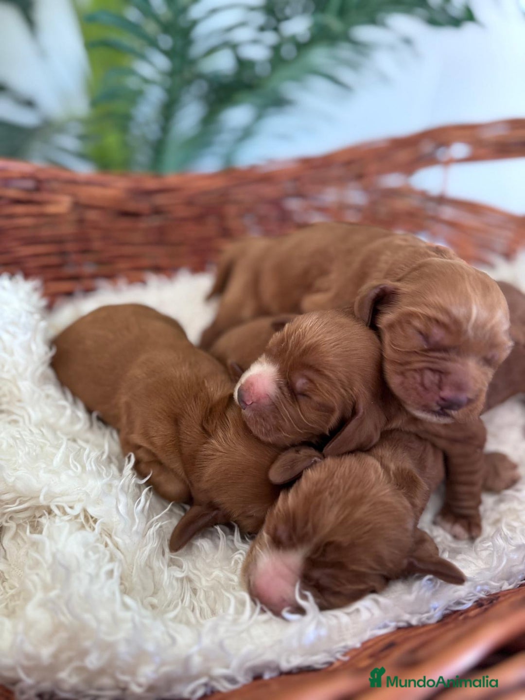 Cocker Spaniel Inglés perros en venta: COCKER SPANIEL INGLÉS - Imagen 3