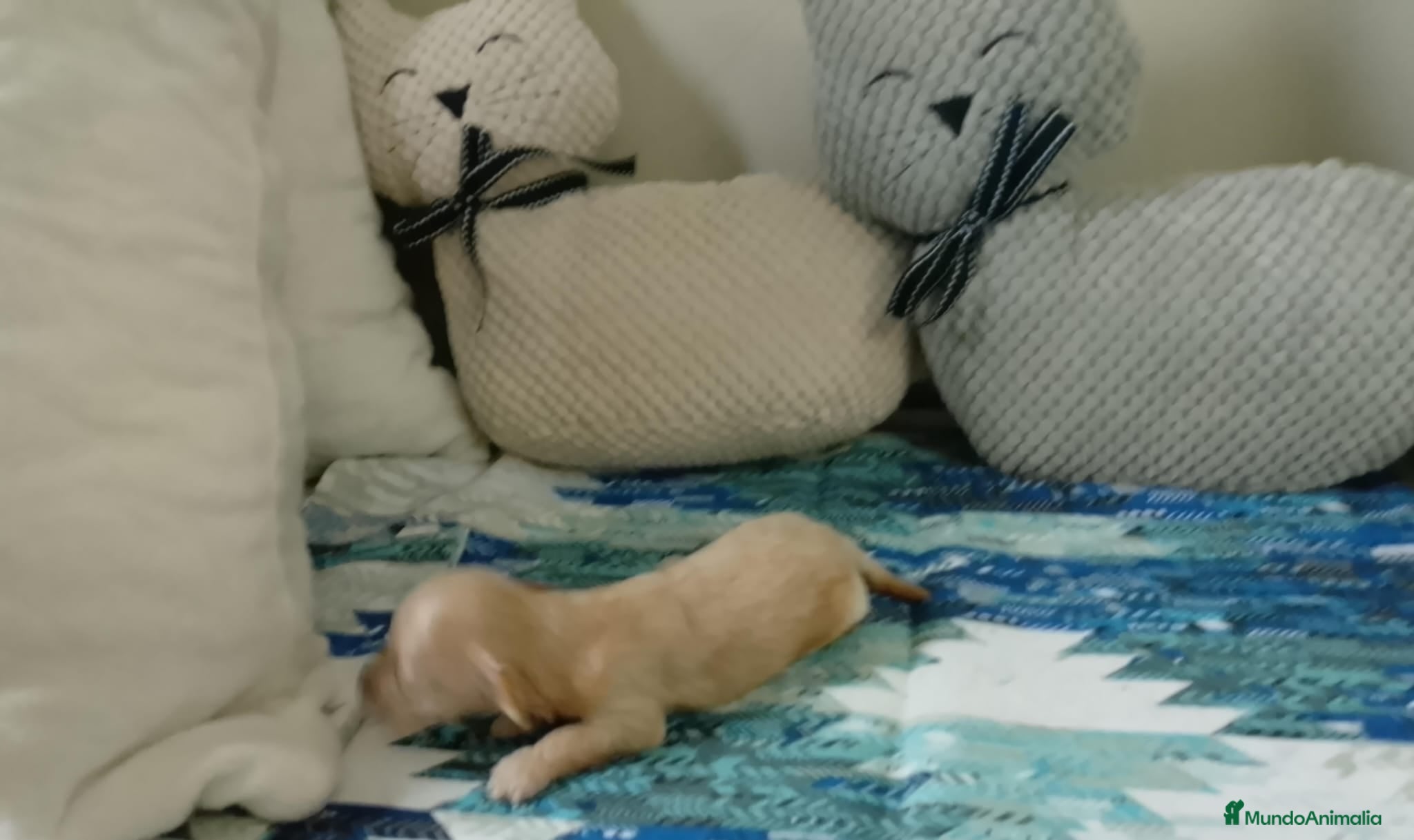 Maltipoo perros Maltipoo  - Anuncio 2