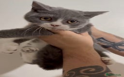 Británico de Pelo Corto gatos en venta: British Shorthair - Imagen 6