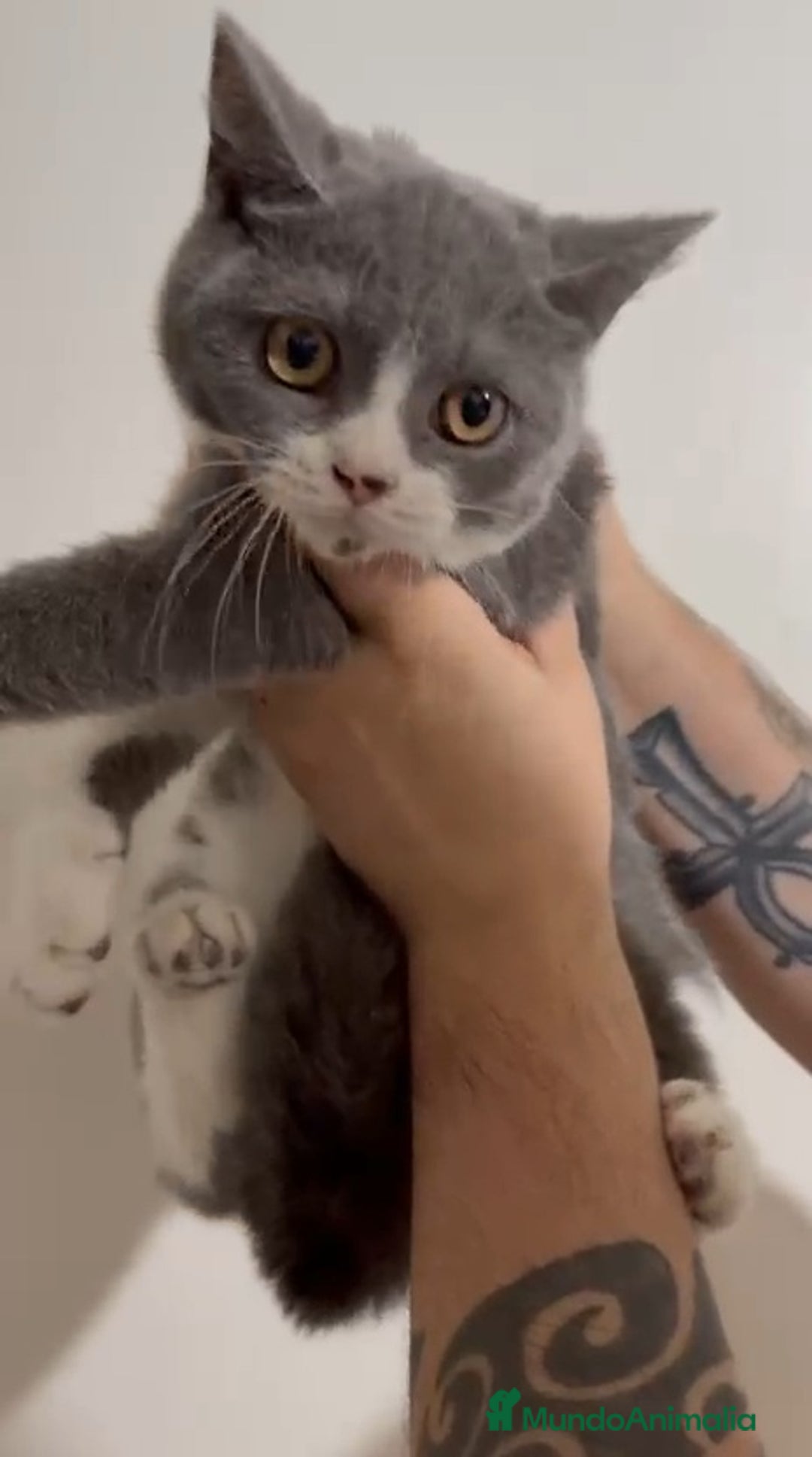 Británico de Pelo Corto gatos en venta: British Shorthair - Imagen 6