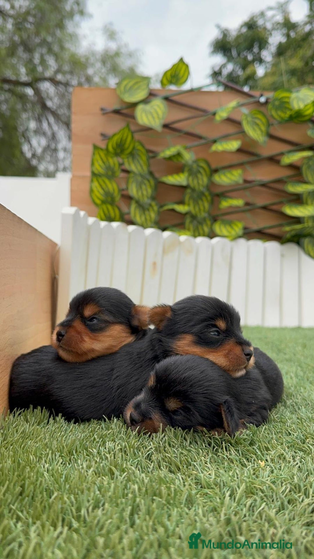 Yorkshire Terrier perros en venta: YORKSHIRE TERRIER MACHOS - Imagen 7