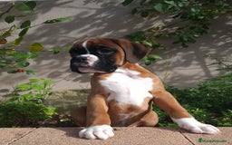 Boxer perros en venta: BOXER DORADO MACHO - Anuncio 1