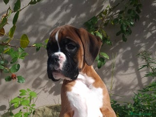 Boxer perros BOXER DORADO MACHO - Anuncio 1