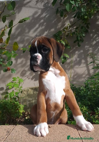 Boxer perros BOXER DORADO MACHO - Anuncio 1