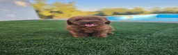 Caniche Toy perros en venta: CANICHE TOY - Anuncio 2