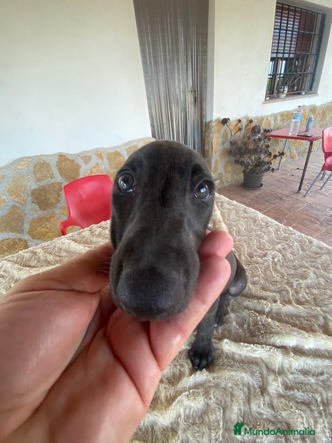 Galgo Español perros en venta: Galgo español blue - Imagen 4