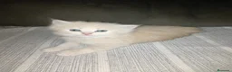 Persa gatos en venta: Gatas persas - Anuncio 3
