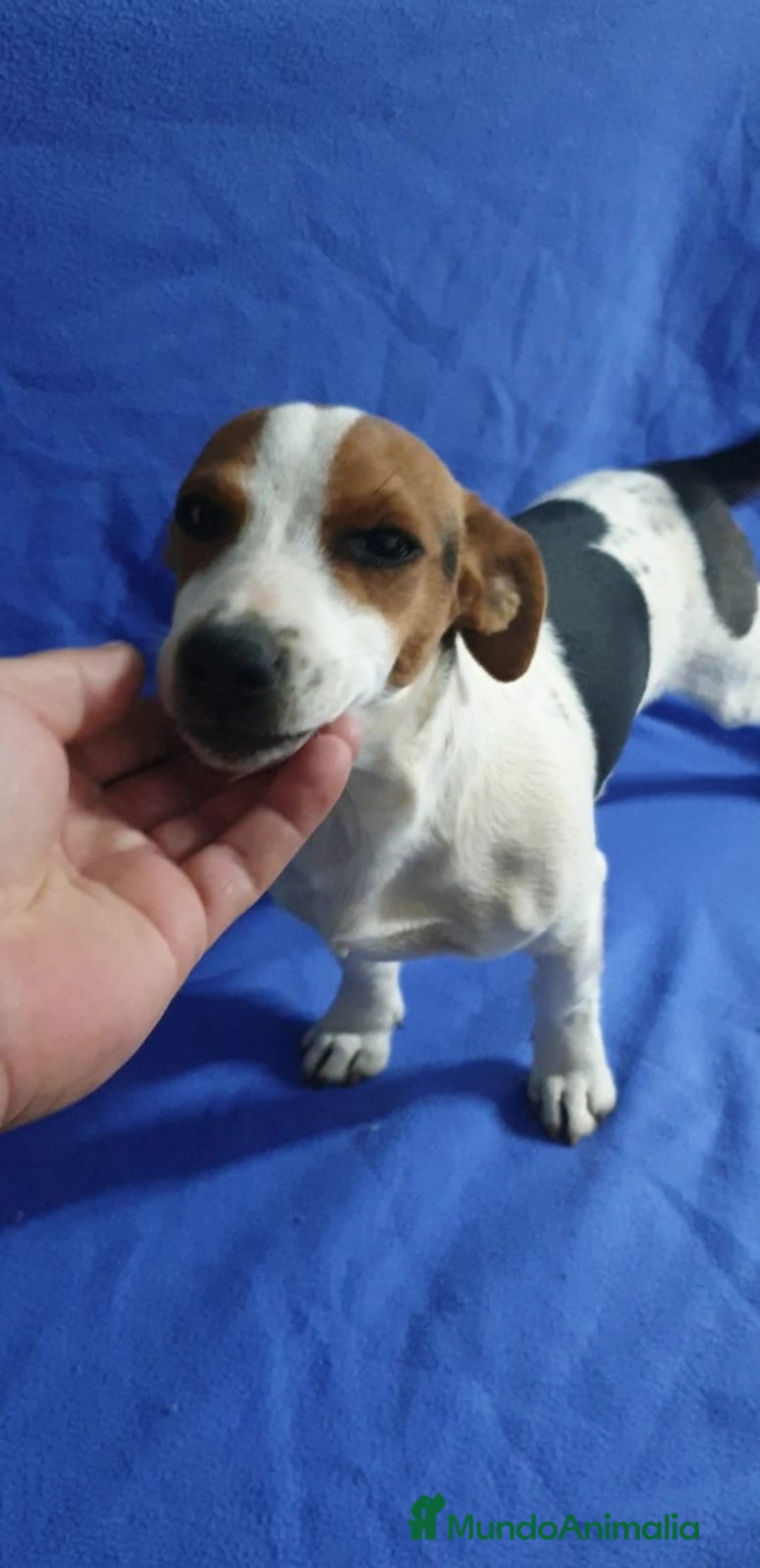 Jack Russell Terrier perros en venta: Jack Russell # pata corta - pelo fino# - Anuncio 2