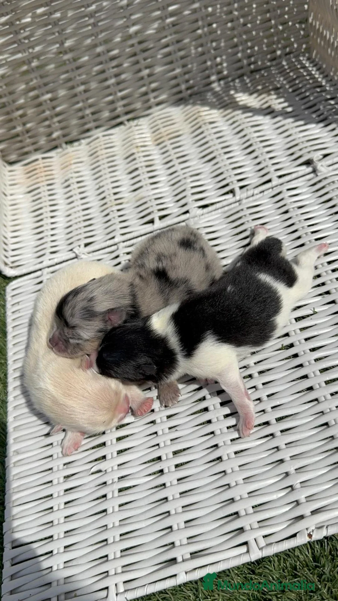 Pomerania perros en venta: POMERANIA - Anuncio 2