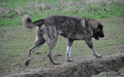Mastín Español perros en venta: Camadas de Mastín Español Autóctono Tradicional - Imagen 10