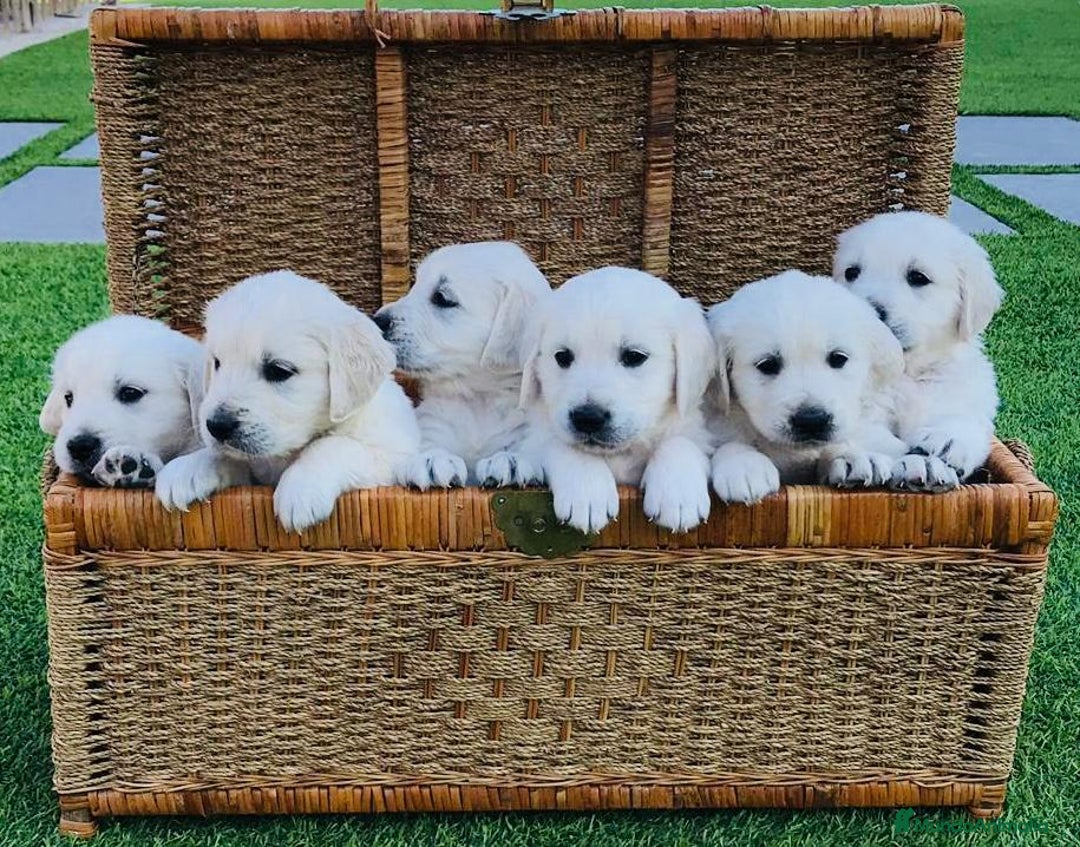 Golden Retriever perros en venta: Cachorros Golden top - Imagen 12