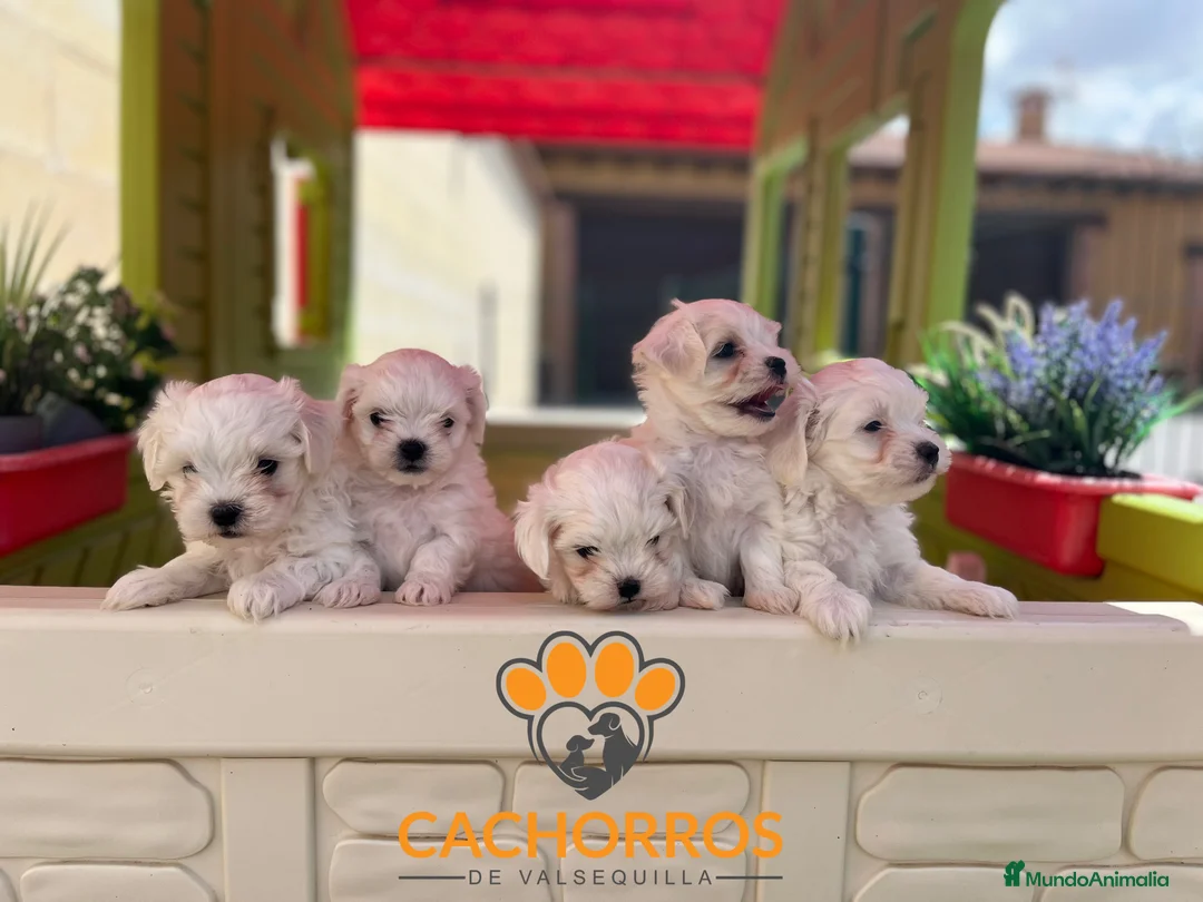 Bichón Maltés perros en venta: Bichón maltés  - Anuncio 3