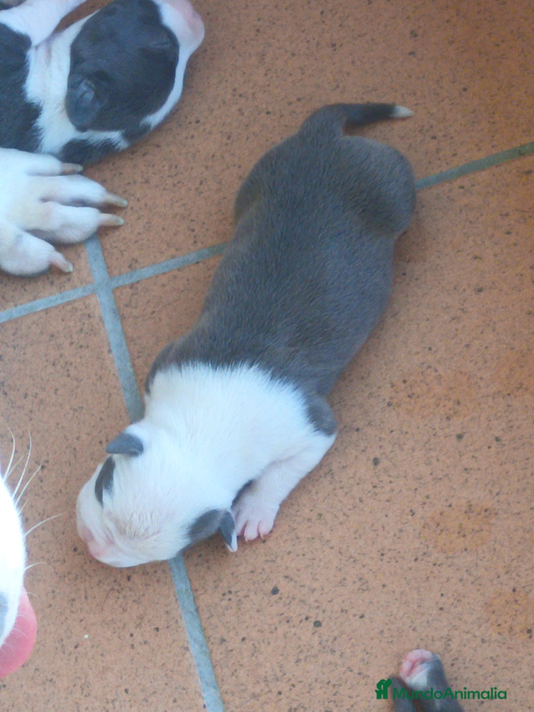 American Staffordshire-Terrier perros en venta: ✨Camada exclusiva Amstaff Blue–Pedigree y calidad✨ - Imagen 3