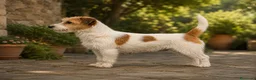 Jack Russell Terrier perros en venta: Cachorros Jack Russell Terrier  - Anuncio 9