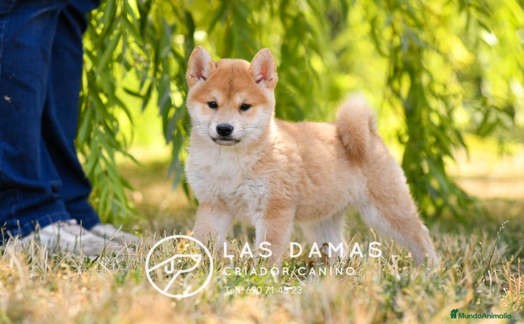 Shiba Inu perros - Propaganda 11