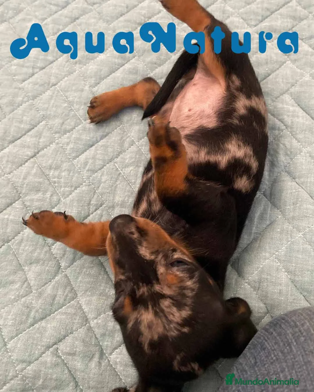 Teckel perros en venta:  Teckel Hembra 6258 - AQUANATURA en Barcelona - Anuncio 6