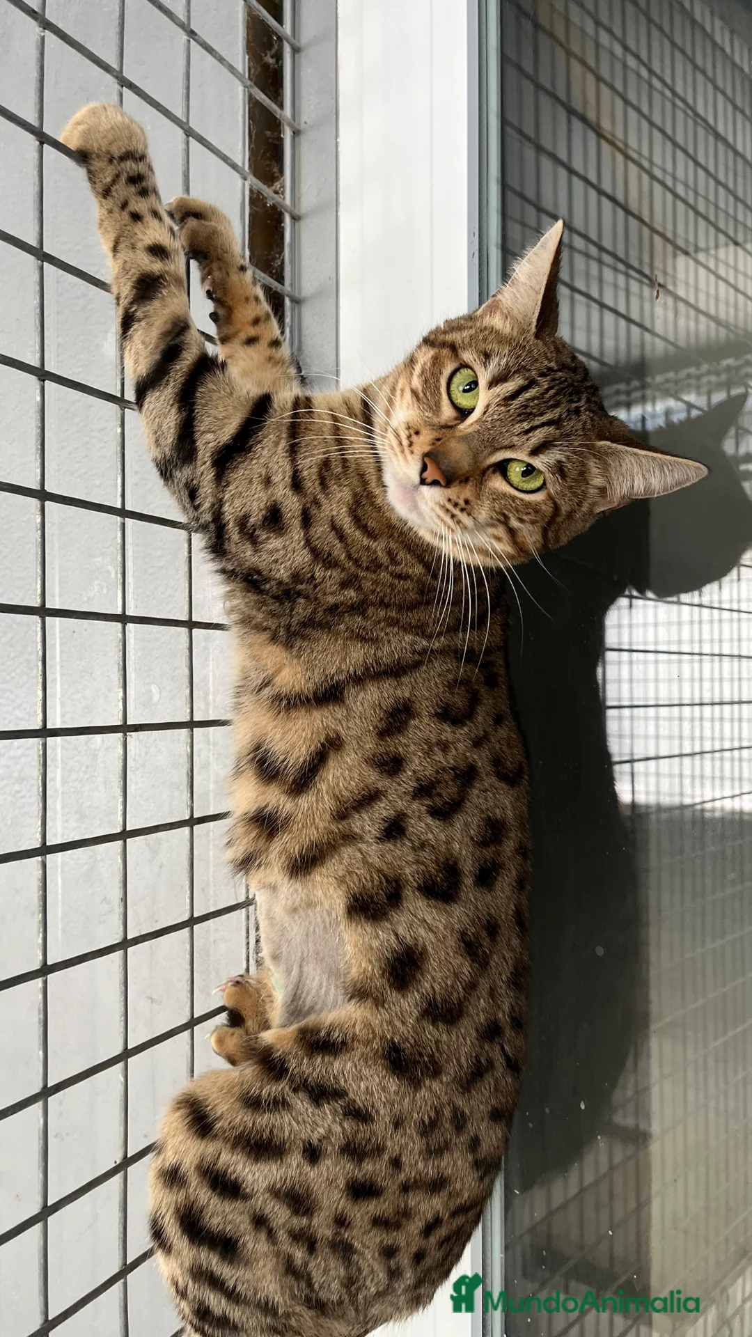 Bengalí gatos en venta: Gata bengalí retirada de la cría  - Anuncio 2