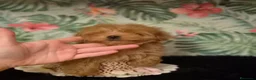 Maltipoo perros en venta: Maltipoo macho  - Anuncio 8