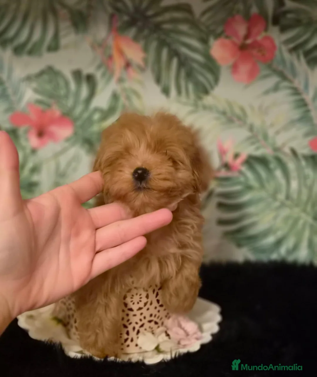 Maltipoo perros en venta: Maltipoo macho  - Anuncio 8