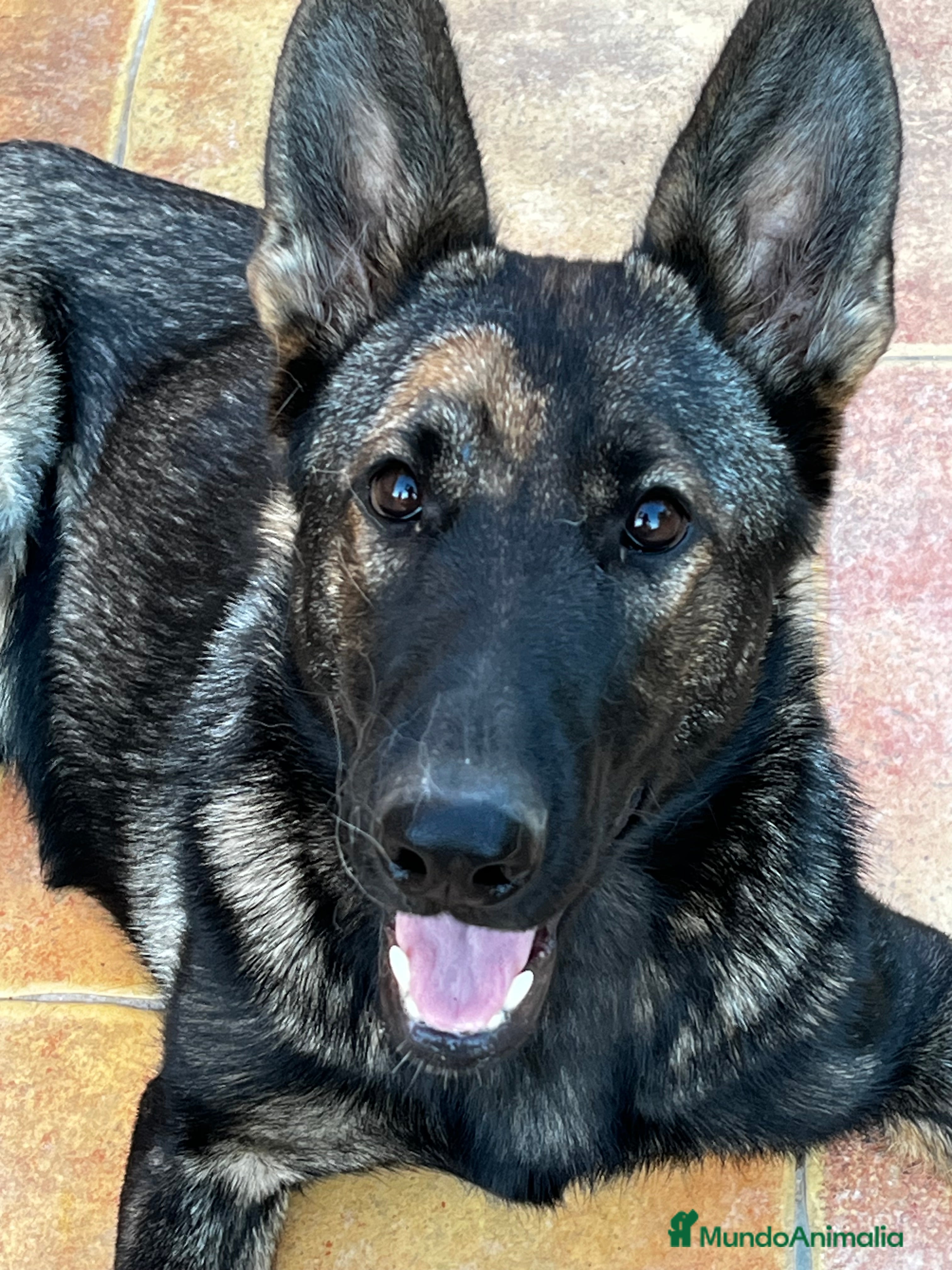 Pastor Belga Malinois perros Ari malinois busca casa - Anuncio 9