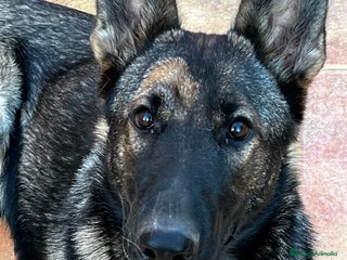 Pastor Belga Malinois perros - Anuncio 2