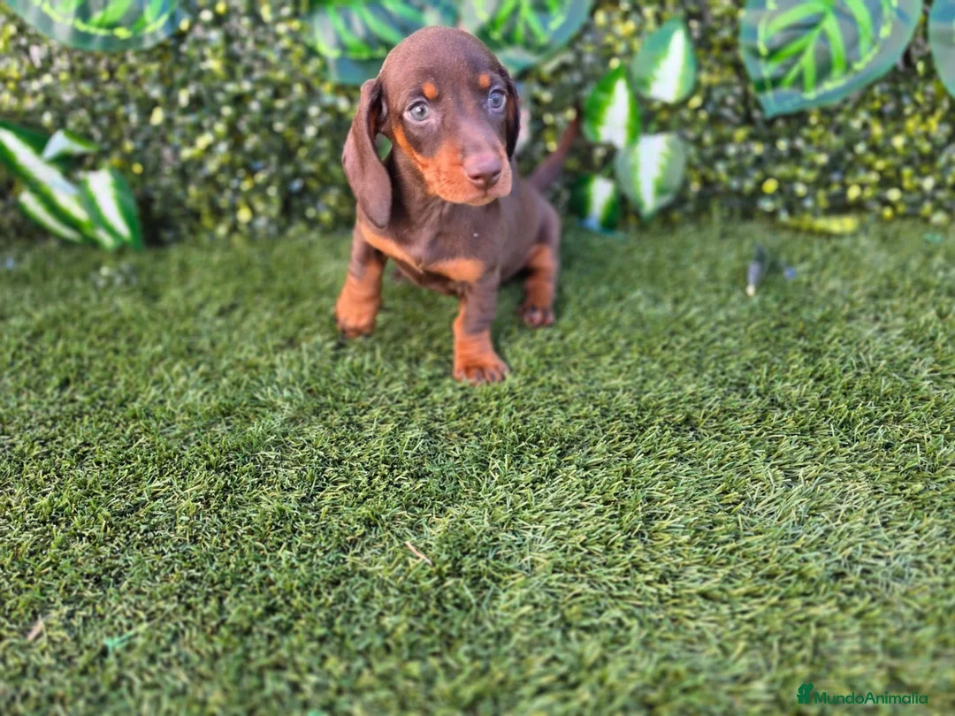 Teckel Miniatura perros en venta: TECKEL MINI & KANNINCHEN - Anuncio 2