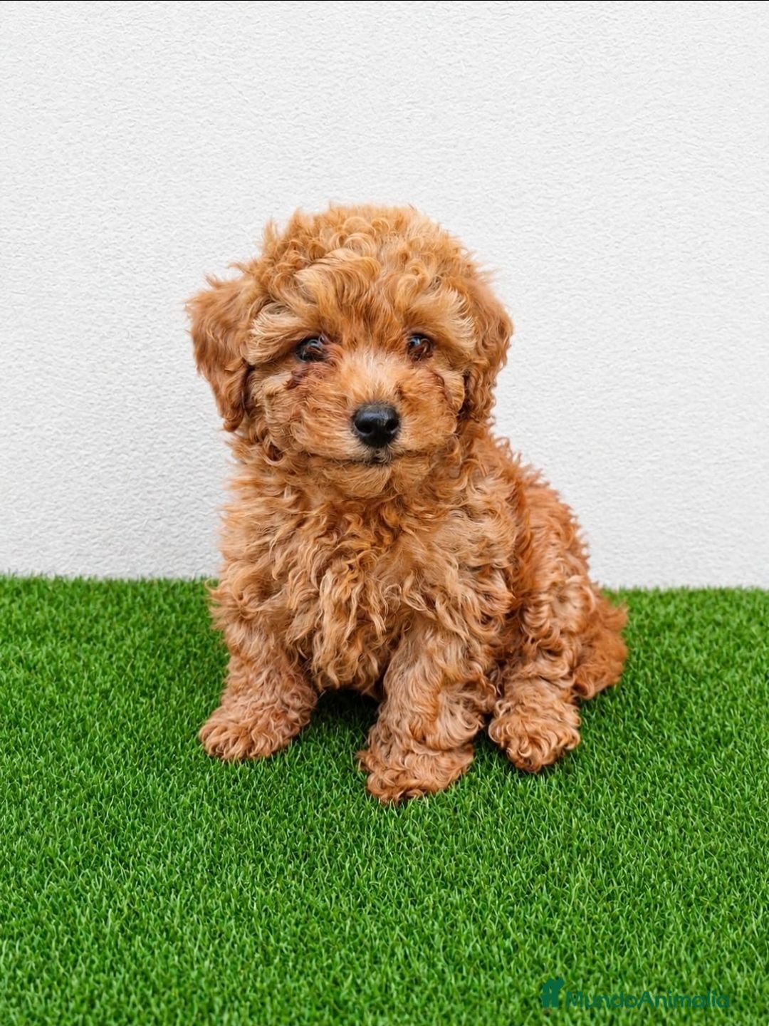 Caniche Toy perros Hembras de caniche toy de máxima calidad - Anuncio 31