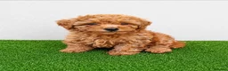 Caniche Toy perros en venta: Hembras de caniche toy de máxima calidad - Anuncio 1