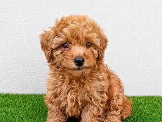 Caniche Toy perros Hembras de caniche toy de máxima calidad - Anuncio 31