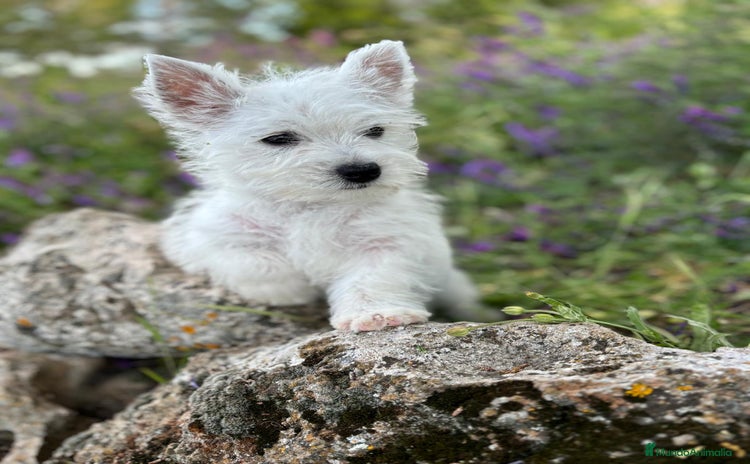 West Highland White Terrier perros - Propaganda 1