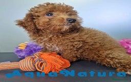 Caniche Enano perros en venta: Caniche Macho CJJM 4455 AQUANATURA - Imagen 1