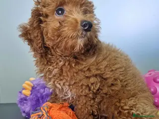 Caniche Enano perros Caniche Macho CJJM 4455 AQUANATURA - Anuncio 19