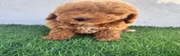 Caniche Toy perros en venta: Caniche toy - Anuncio 21