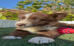 Border Collie perros en venta: BORDER COLLIE - Anuncio 29