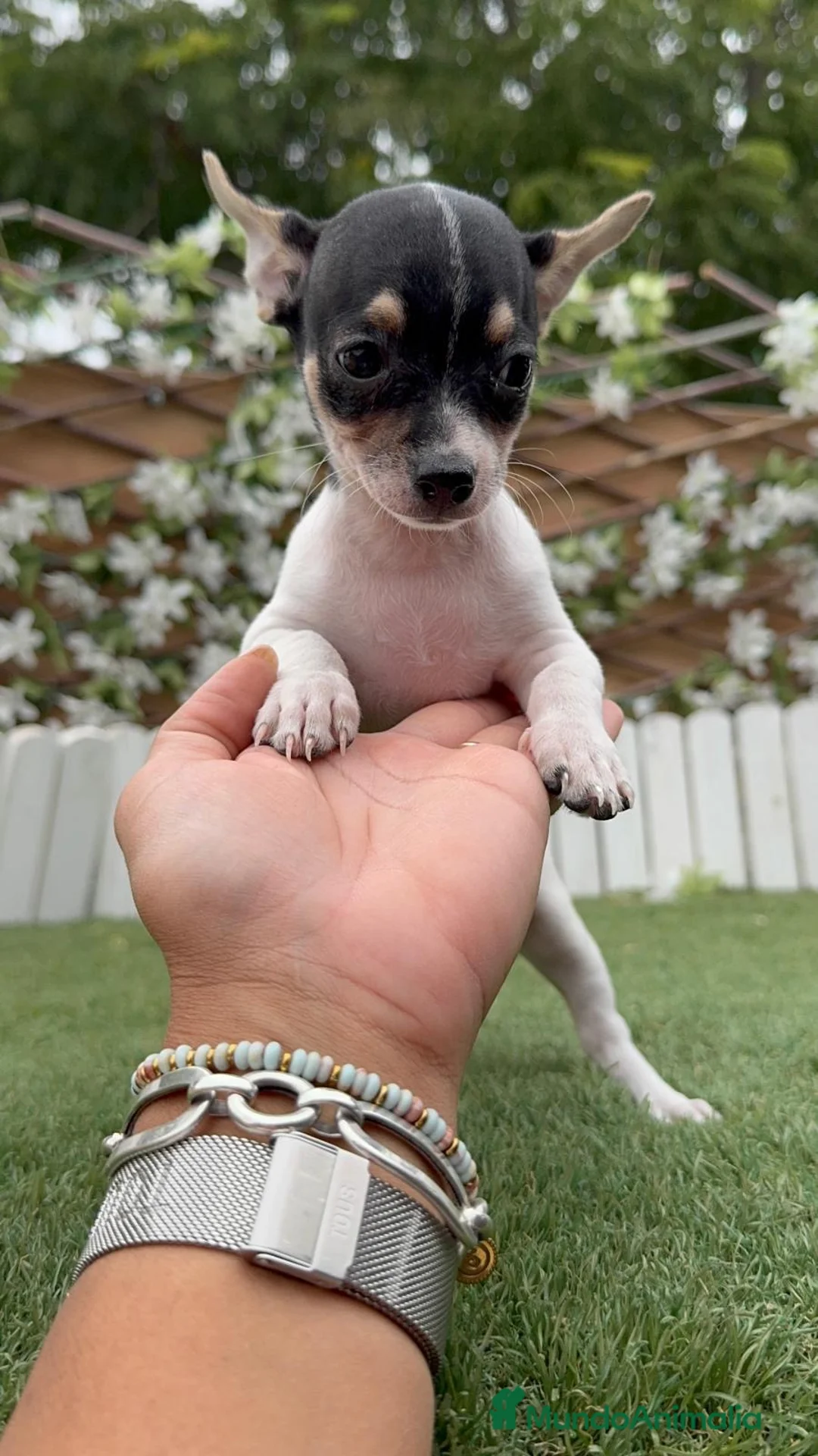 Chihuahua perros en venta: CHIHUAHUA HEMBRA - Anuncio 1