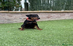 Terrier Alemán de Caza perros en venta: Cachorro macho - Imagen 6