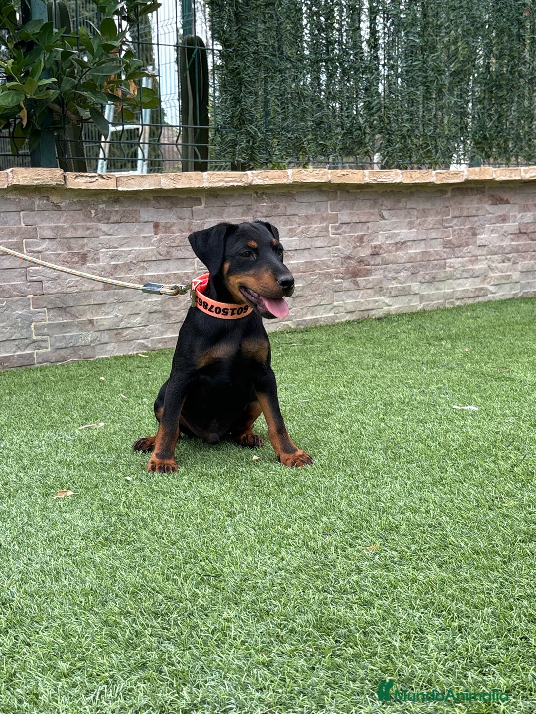 Terrier Alemán de Caza perros en venta: Cachorro macho - Imagen 6