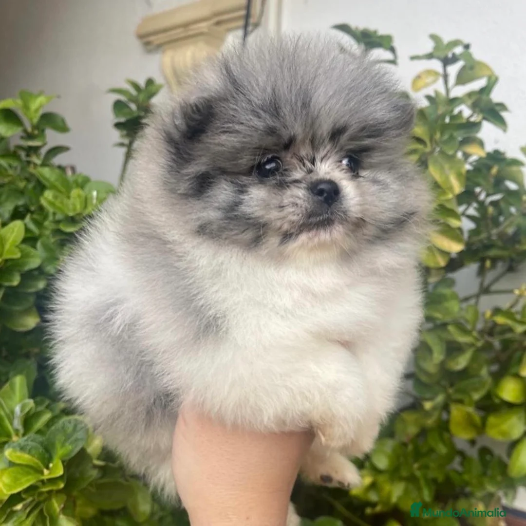 Pomerania perros en venta: Lulú de Pomerania Merle - Anuncio 2