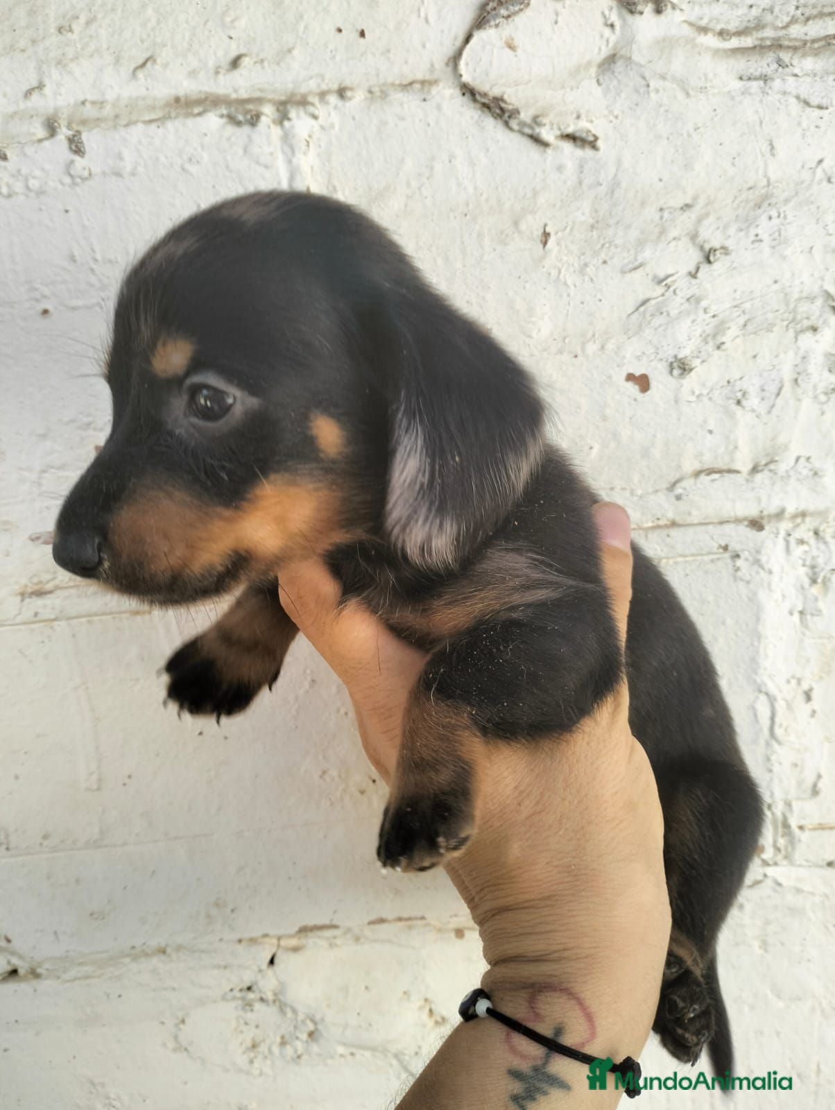 Teckel Miniatura perros Teckel mini  - Anuncio 1