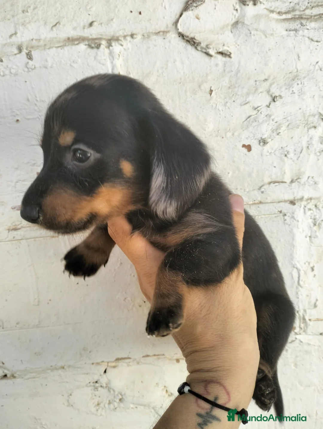 Teckel Miniatura perros en venta: Teckel mini  - Anuncio 1