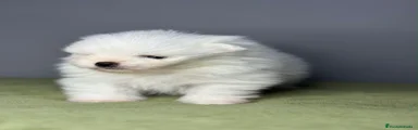 Pomerania 3