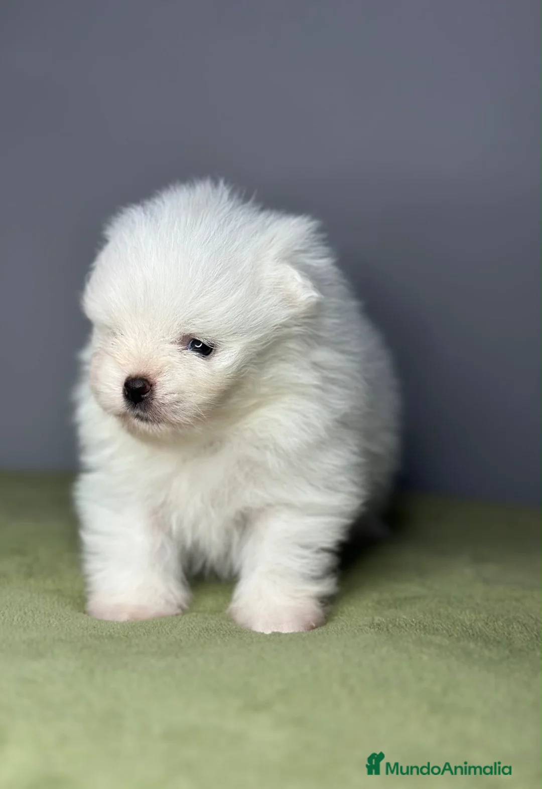 Pomerania perros en venta: Preciosos Pomerania disponibles  - Anuncio 2