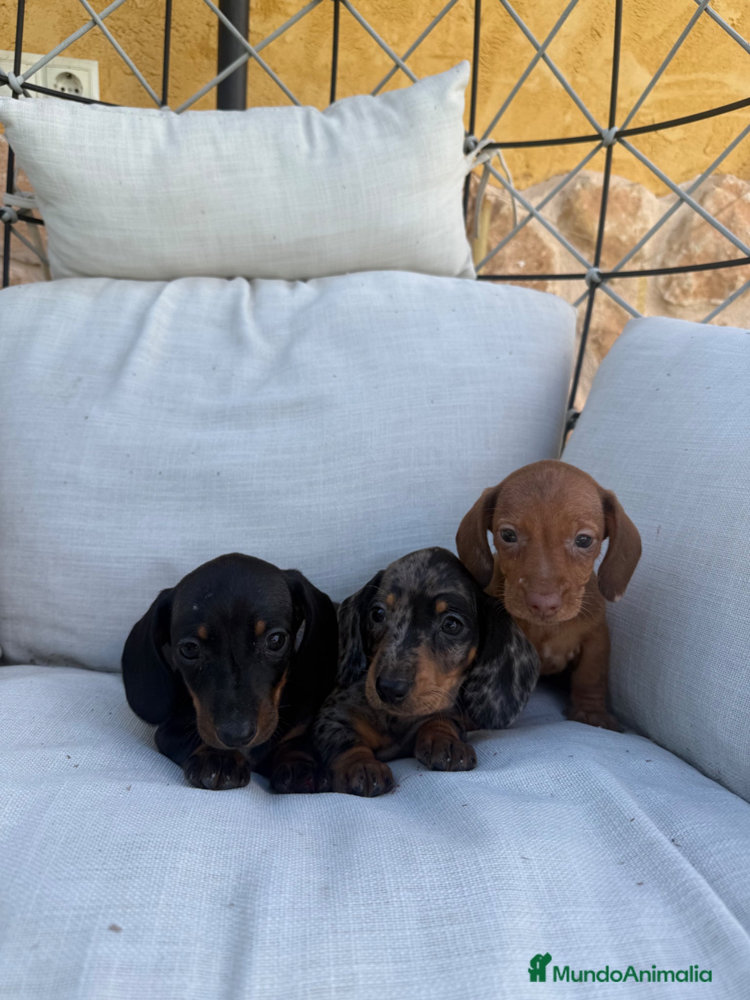 Teckel perros Teckel kaninchen - Anuncio 1