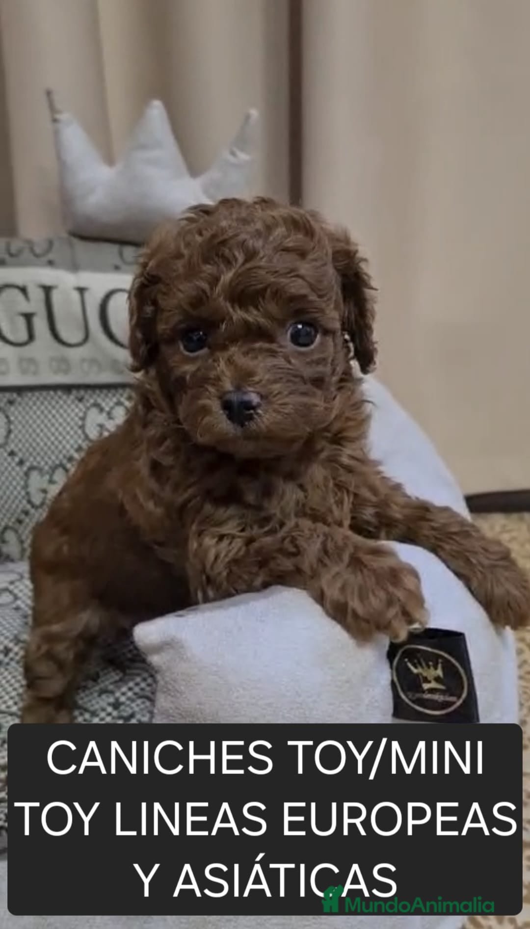 Caniche Toy perros Espectaculares caniche toy  - Anuncio 1