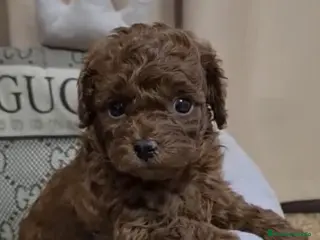 Caniche Toy perros Espectaculares caniche toy - Anuncio 4